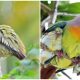 Meet The Vibrant Colorful Pigeon That's Shaking Up The Bird World