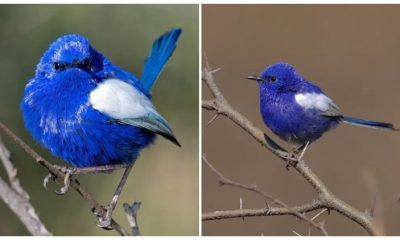 Meet the White-Winged Fairywren