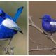 Meet the White-Winged Fairywren