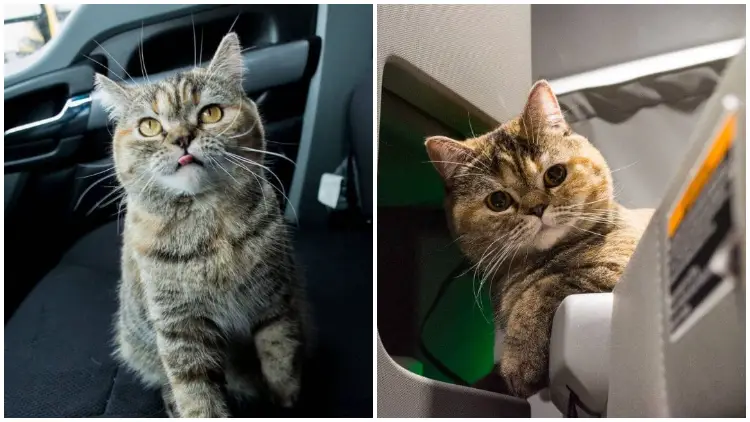 Meet Tora, The Cat Who Loves Traveling And Has Explored The Usa Alongside Her Dad In A Truck