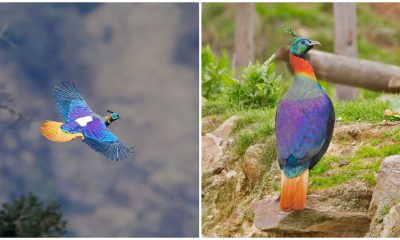 Meet Vibrant Himalayan Monal, The Ruler of the High Mountains