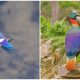 Meet Vibrant Himalayan Monal, The Ruler of the High Mountains