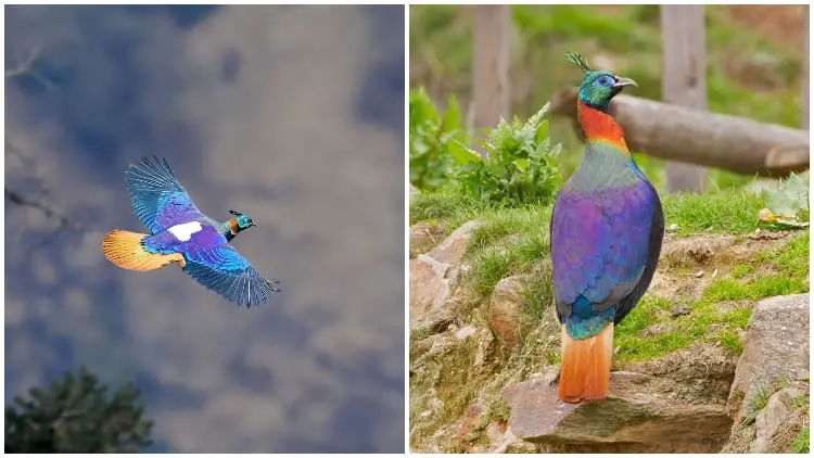Meet Vibrant Himalayan Monal, The Ruler of the High Mountains
