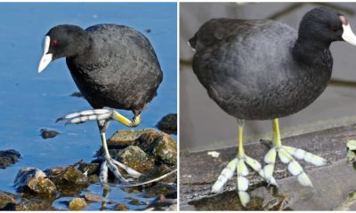 Meet Waterbird, The Bird With Feather-like Feet, And Admire Its Incredible Photos