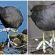 Meet Waterbird, The Bird With Feather-like Feet, And Admire Its Incredible Photos