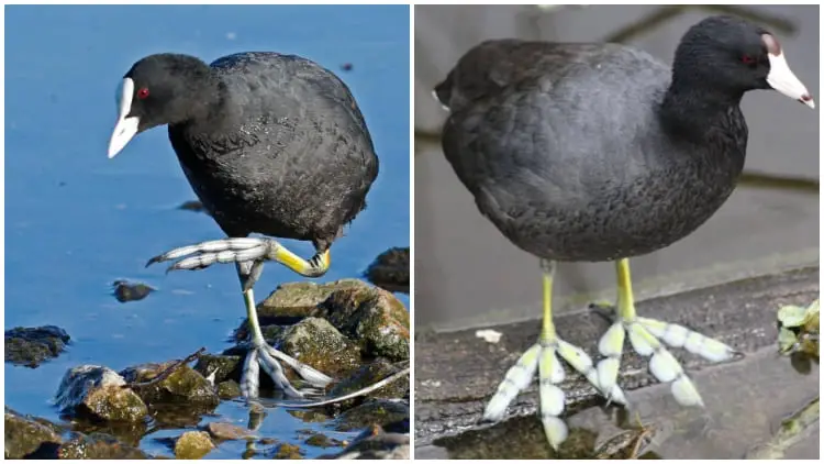 Meet Waterbird, The Bird With Feather-like Feet, And Admire Its Incredible Photos