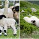 Meet the Adorable Valais Blacknose Sheep, Look Just Like Stuffed Toys