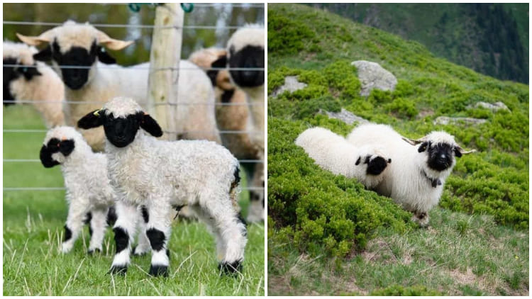 Meet the Adorable Valais Blacknose Sheep, Look Just Like Stuffed Toys