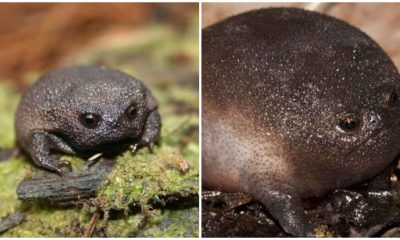 Meet the African Grumpy Frog, The World's Grumpiest Frogs