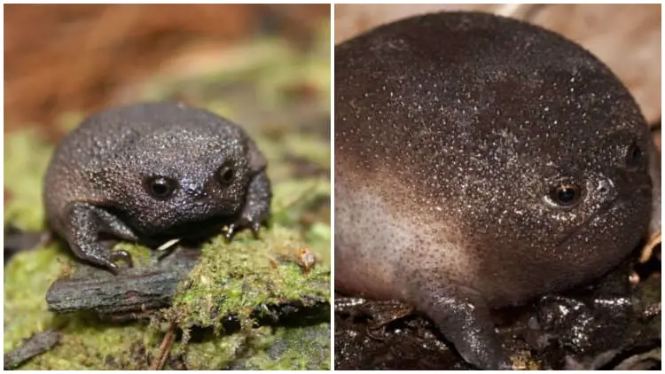 Meet the African Grumpy Frog, The World's Grumpiest Frogs