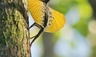 Meet the Amazing "Dracos", The Real-Life Flying Dragons of Nature