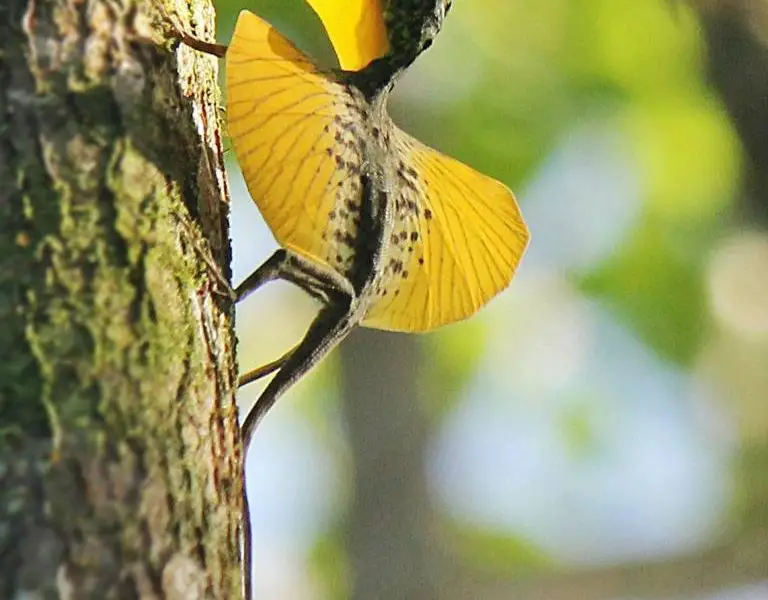 Meet the Amazing "Dracos", The Real-Life Flying Dragons of Nature