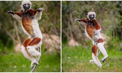 Meet the 'Dancing Lemurs', Chester Zoo Celebrates the Arrival of Endangered Coquerel's Sifakas