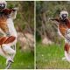 Meet the 'Dancing Lemurs', Chester Zoo Celebrates the Arrival of Endangered Coquerel's Sifakas