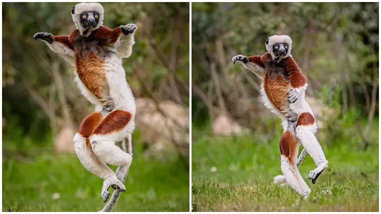 Meet the 'Dancing Lemurs', Chester Zoo Celebrates the Arrival of Endangered Coquerel's Sifakas