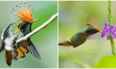 Meet the Extraordinary Tiny Hummingbird with an Amazing Spiky Orange Crest