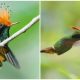 Meet the Extraordinary Tiny Hummingbird with an Amazing Spiky Orange Crest