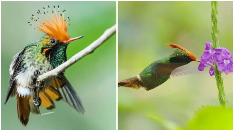 Meet the Extraordinary Tiny Hummingbird with an Amazing Spiky Orange Crest