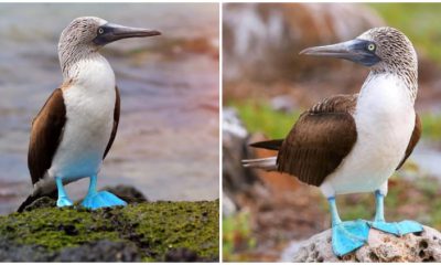 Meet the Funny and Cute Blue-Footed Booby, a Charming and Playful Seabird