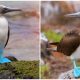 Meet the Funny and Cute Blue-Footed Booby, a Charming and Playful Seabird