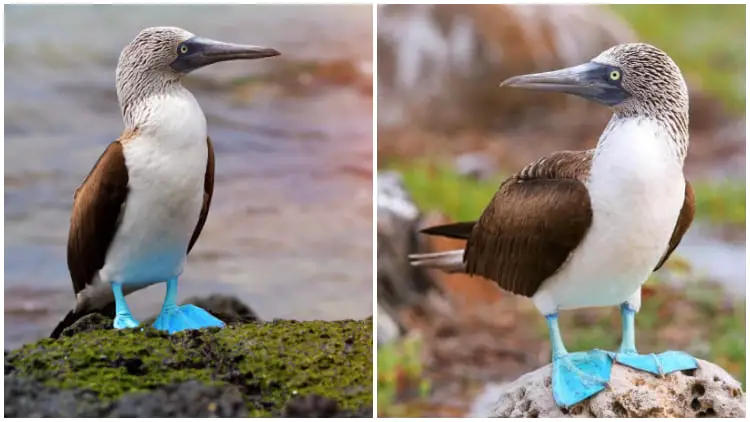 Meet the Funny and Cute Blue-Footed Booby, a Charming and Playful Seabird