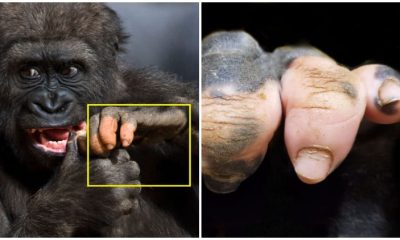 Meet the Gorilla at Atlanta Zoo with Incredible Human-Like Pigmentation That Amazes Everyone