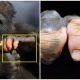 Meet the Gorilla at Atlanta Zoo with Incredible Human-Like Pigmentation That Amazes Everyone