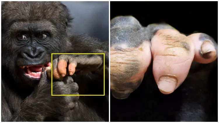 Meet the Gorilla at Atlanta Zoo with Incredible Human-Like Pigmentation That Amazes Everyone