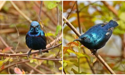 Meet the Magnificent Purple Sunbird with a Shimmering Coat of Metallic Blue and Purple