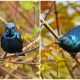 Meet the Magnificent Purple Sunbird with a Shimmering Coat of Metallic Blue and Purple