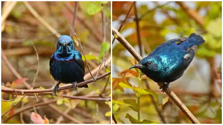 Meet the Magnificent Purple Sunbird with a Shimmering Coat of Metallic Blue and Purple