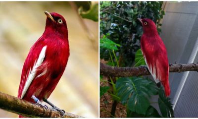 Meet the Pompadour Cotinga, The Magnificent Wine-Colored Bird