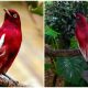 Meet the Pompadour Cotinga, The Magnificent Wine-Colored Bird