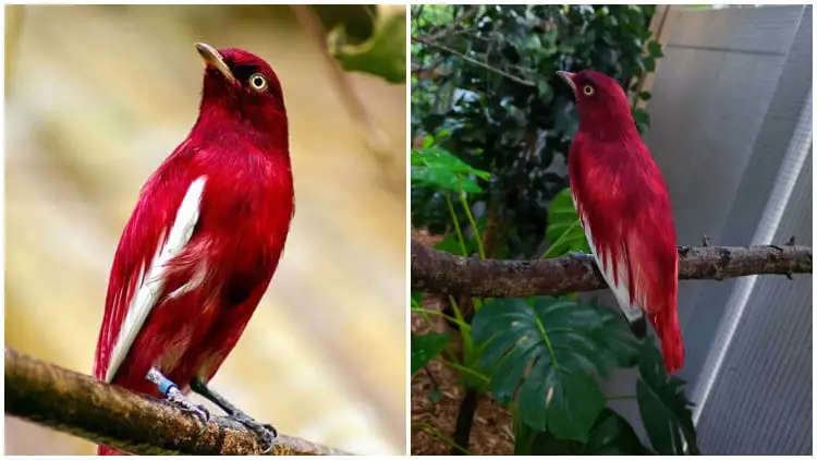 Meet the Pompadour Cotinga, The Magnificent Wine-Colored Bird