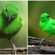 Meet the Remarkable Green Bird That Resembles the Bright Highlighters Used in School