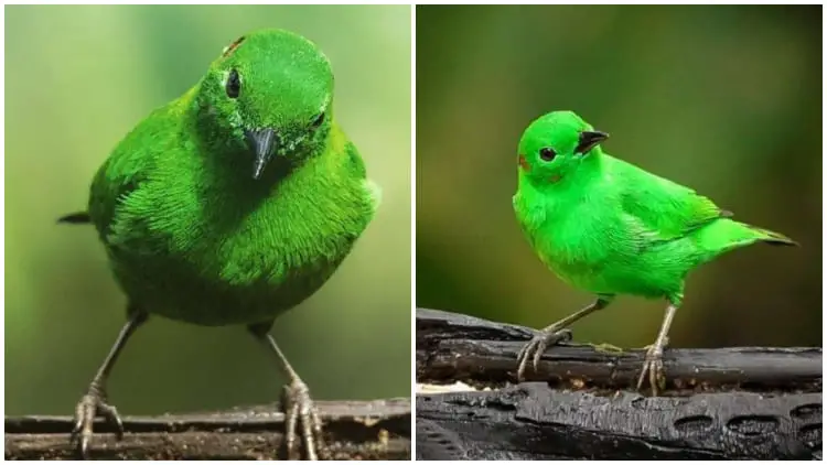 Meet the Remarkable Green Bird That Resembles the Bright Highlighters Used in School