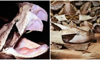 Meet the Sneaky Gaboon Viper, The Master of Camouflage