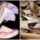 Meet the Sneaky Gaboon Viper, The Master of Camouflage