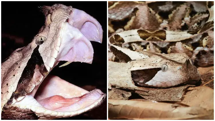 Meet the Sneaky Gaboon Viper, The Master of Camouflage