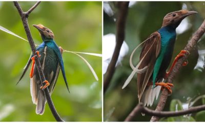 Meet the Stunning Bird-of-Paradise with a Shiny Crown of Purple and Green Breastplate