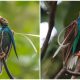 Meet the Stunning Bird-of-Paradise with a Shiny Crown of Purple and Green Breastplate