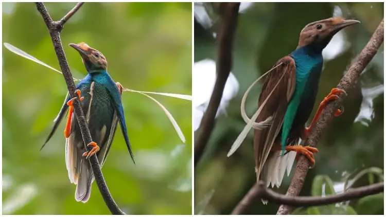 Meet the Stunning Bird-of-Paradise with a Shiny Crown of Purple and Green Breastplate