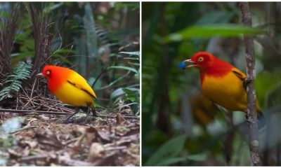 Meet the Stunning Flame Bowerbird, A Colorful Dancer That Will Mesmerize You