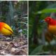 Meet the Stunning Flame Bowerbird, A Colorful Dancer That Will Mesmerize You