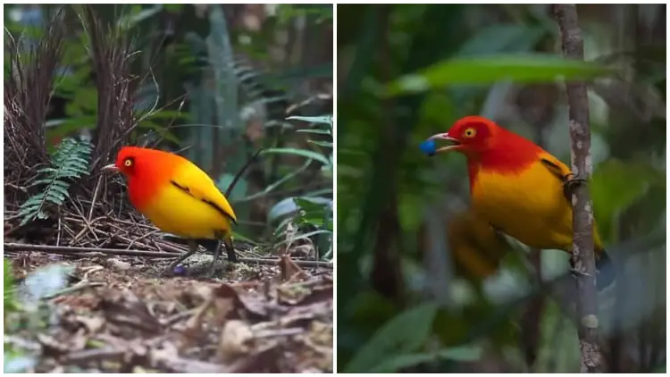 Meet the Stunning Flame Bowerbird, A Colorful Dancer That Will Mesmerize You