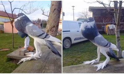 Meet ‘Mutant Pigeon’, The Strange Bird With Giant Feet, Making Confuses Everyone