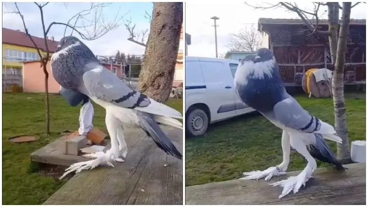 Meet ‘Mutant Pigeon’, The Strange Bird With Giant Feet, Making Confuses Everyone