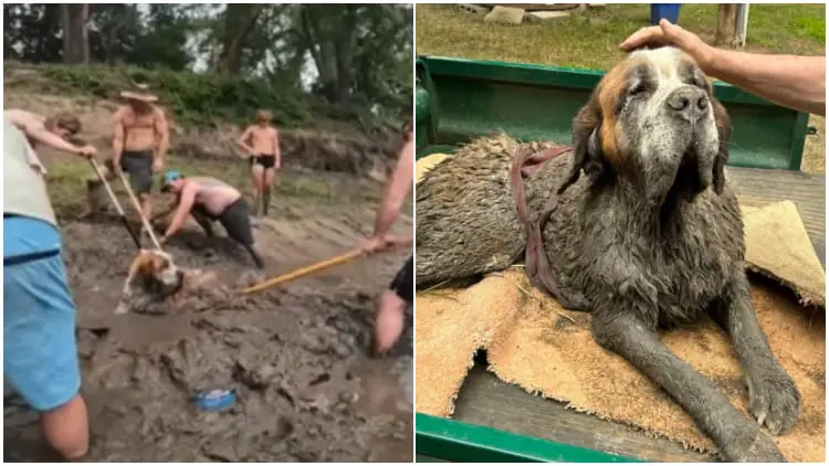 Men at Bachelor Party Rush to Help When They See a Head Sticking Out of Mud