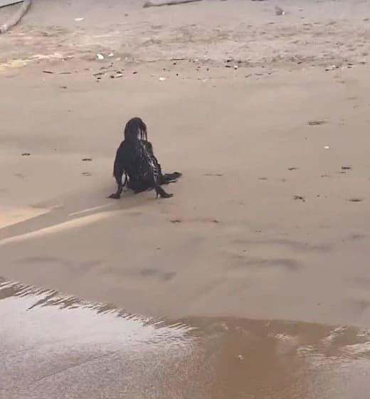 More Than 3 Million People Baffled by Video of Strange Figure on the Beach