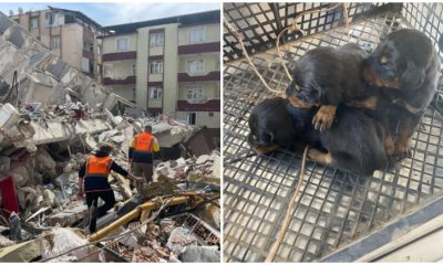 Mother Dog and Her Three Newborn Puppies Found Safe 28 Days After Earthquake